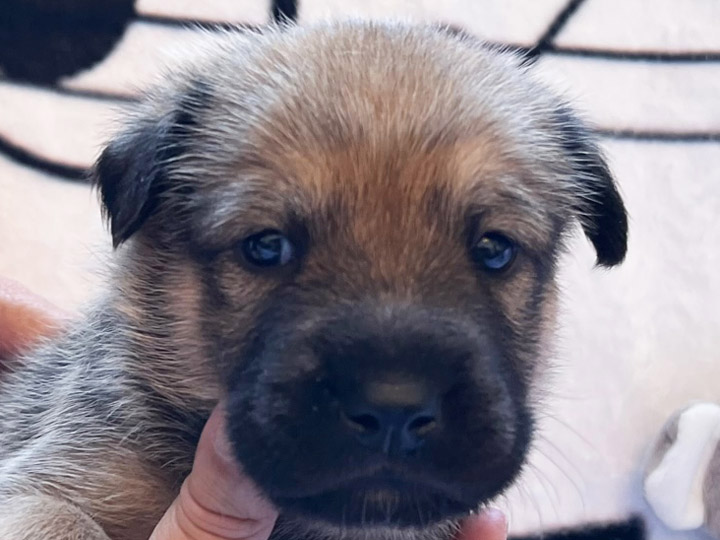 chinook puppy